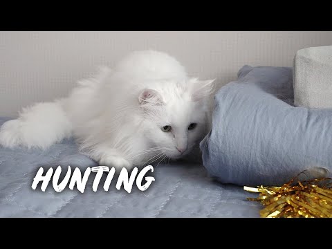 My cats' hunting instincts | Norwegian forest cat