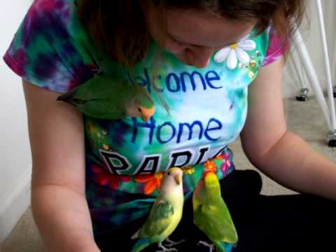 Lovebirds Hanging Out With Visitors