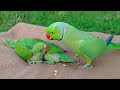Non Stop Talking Parrot Greeting Babies Funny Compilation | Talking Parrot Compilation Videos