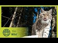 Link with the Lynx - The Secrets of Nature