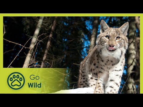 Link with the Lynx - Go Wild