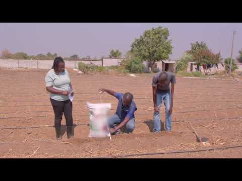 The Winter Maize Challenge Part 2  Land Preparation &  Basal Fertilization