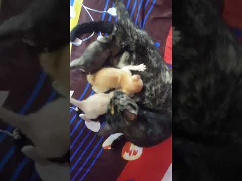 Mama cat feeding kittens