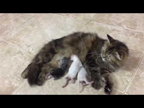 بركولي قطتي ولدت