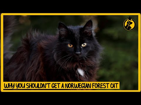 5 Reasons Why You Shouldn't Get a Norwegian Forest Cat