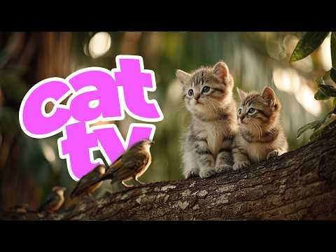 TV for Cats: Best Nature Videos for Cat Enrichment