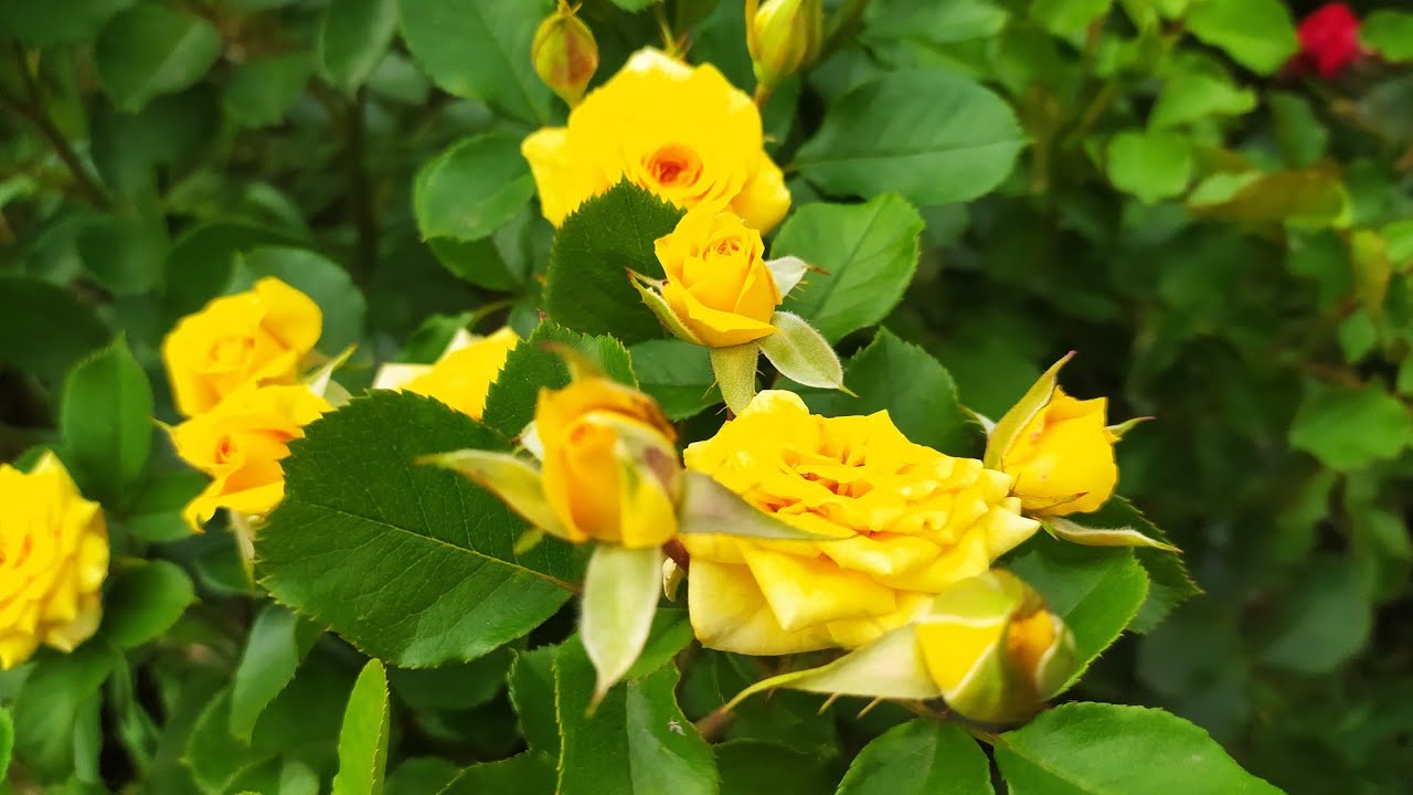 Роза Сан Сити - купить в Минске, доставка почтой по Беларуси, недорого ...