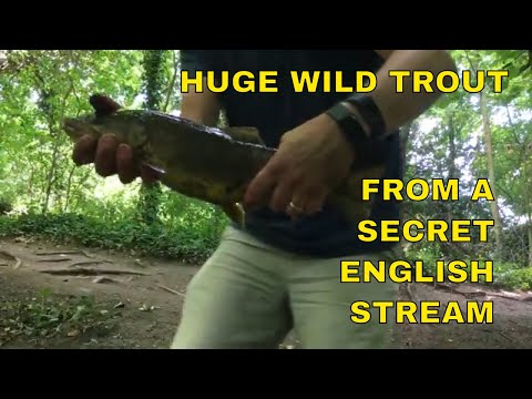 Stalking Chub with Locusts | Trout on the secret river
