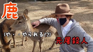 【奈良公園】鹿に近づいたときの鹿の反応！