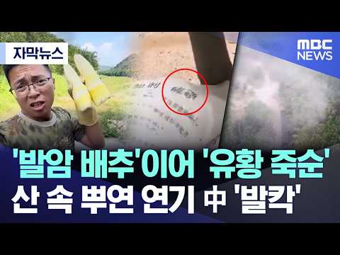 발암 배추'이어 '유황 죽순'.. 산 속 뿌연 연기 中 '발칵'