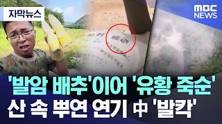 이번에는 유황 죽순이 발견된 중국