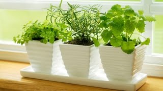 Indoor Herb Garden Ideas and Advantages