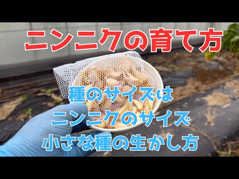 園芸 逆説的なニンニク