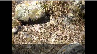 preview picture of video 'Καταστροφή χλωρίδας στον Άγιο Ευστράτιο από ακρίδες'