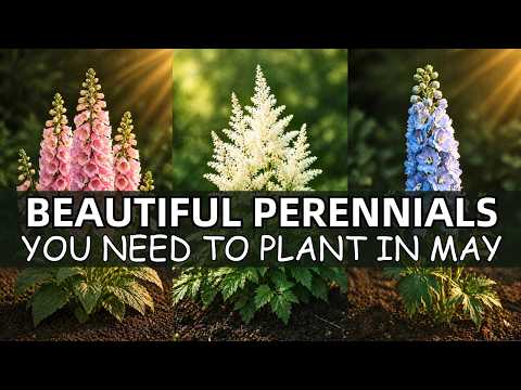 20 Beautiful Perennials That You Need To Plant In May