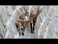 9 Greatest Animal Abilities