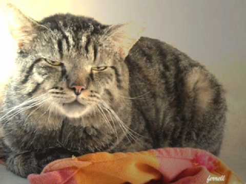 HAPPY BIRTHDAY !    MONA