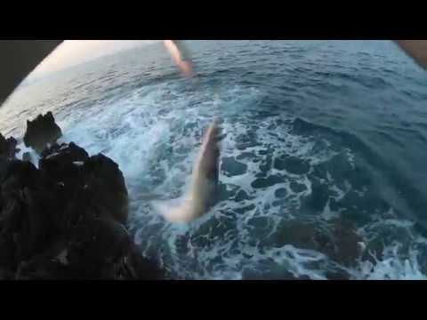 Barracuda spinning on Duo Tide Minnow 140 Flyer Red Tails Limited