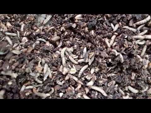 Feed Conversion Ratio Of BSF Larvae On 100% Cassava Peels #bsflarvaefeeding #bsf #cassavapeel #bsf