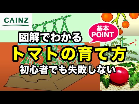, title : '基礎からわかるトマト栽培｜トマトの育て方【カインズ野菜栽培】'