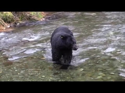 NJ Bear Hunt Final Numbers