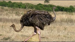 4K Ostrich African Wildlife || Wildlife Collection 4K ULTRA HD 4K TV