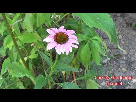 Coneflower Growing Guide, How To Grow Coneflowers
