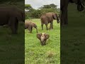Hathi Hathi Ka Baccha Cute Baby Enjoy Video Shorts Short