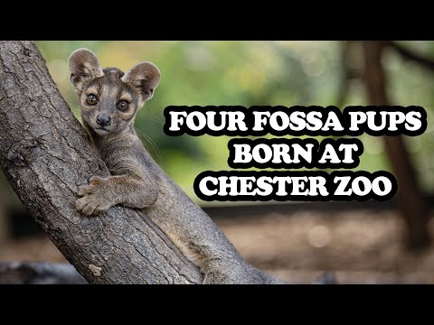 Four Incredibly Cute Fossa Pups Have Been Born At Chester Zoo