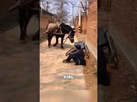 Этот конь удивил весь МИР🥹🐴❤️
