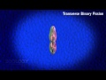 Paramecium: binary fission