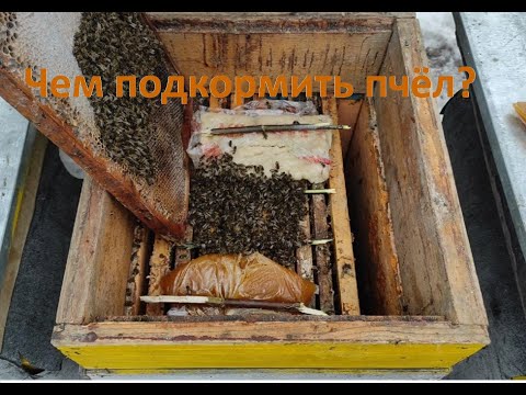Пчеловодство.Пчёлы съели зимние запасы корма.Как спасти пчёл чем подкормить вовремя ранней весной.