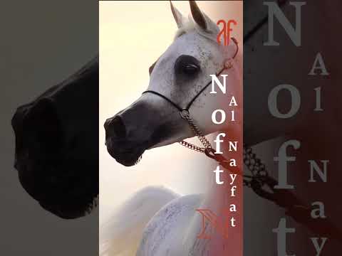 ALJASSIMYA FARM's Collection, KIAHF 2023 Title Show