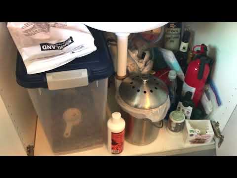 2 Adults and 2 Dogs Live in a Microstudio