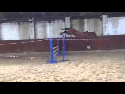 First Lady (Cornet Obolensky X Darco)