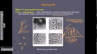 Bergey's Manual Vol 4 - Gram positive bacteria