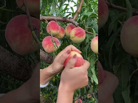 Peach very crispy and fresh - For fruit lovers