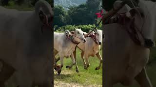 រទេះសាឡីគោលឿន cows running competition