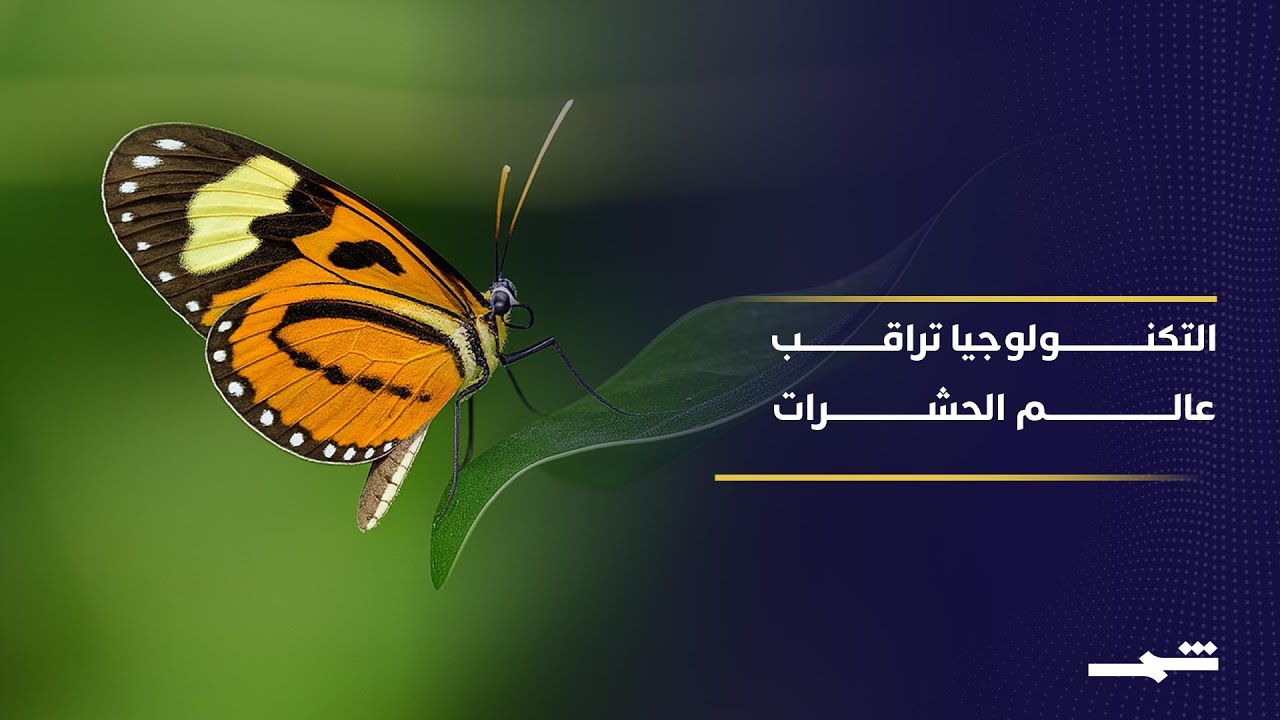 فيديو | تقنية حديثة تتبع تكشف أسرار هجرة الحشرات