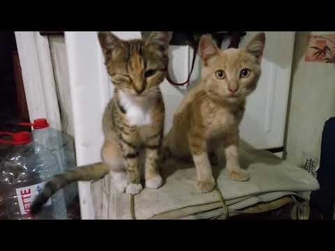 27,09,2020 Котятам 5 месяцев.