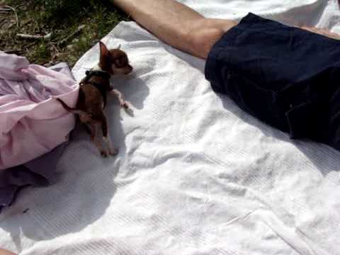 Fanfarella is going mad