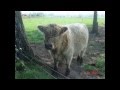 Необычные длинношерстные коровы 
