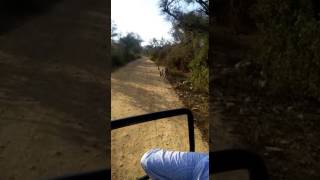 preview picture of video 'Wildlife : Tiger and tigress are roaming on the track at Sariska (Rajasthan)'