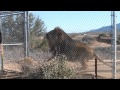 Angry Lion