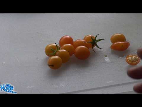 , title : '⟹ Blondkopfchen Tomato | Solanum lycopersicum | Tomato Review'