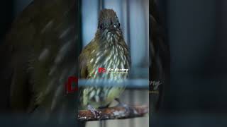 Download lagu SIRI SIRI GACOR NGEBREN mp3 Download lagu SIRI SIRI GACOR NGEBREN mp3