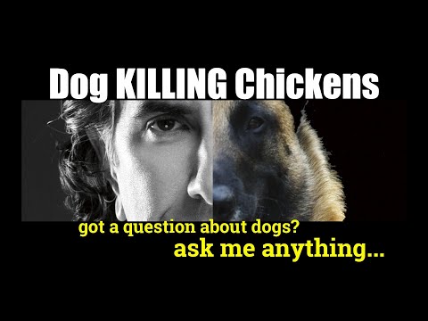 How Do I Get My HUSKY to STOP Killing Chickens - ask me anything