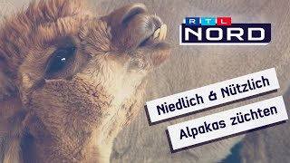 Allzweckwaffe Alpaka: Was Du über die Kulttiere noch nicht wusstest...