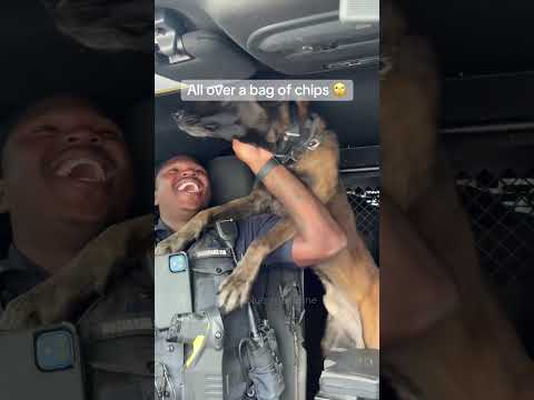 Officer can’t catch a break 🤣(@labjunkie)