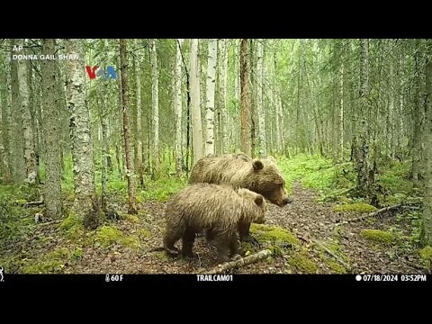 VOA ''FAT BEAR WEEK'' PROMOSIKAN PELESTARIAN BERUANG